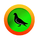 pigeon.png
